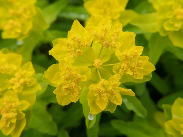 Yellow  flowers in the garden — Stock Photo, Image