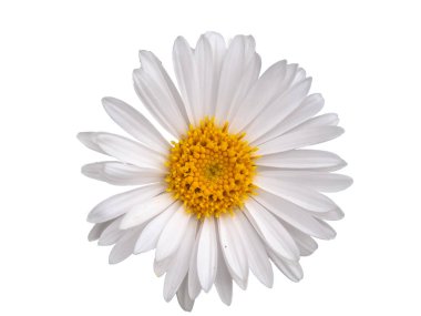 daisy isolated on white background clipart