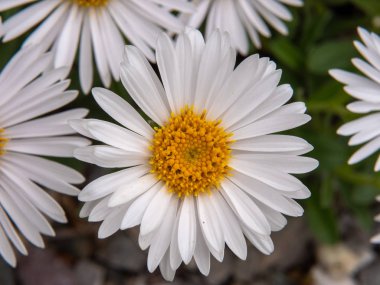 Papatya yeşil zemin üzerine