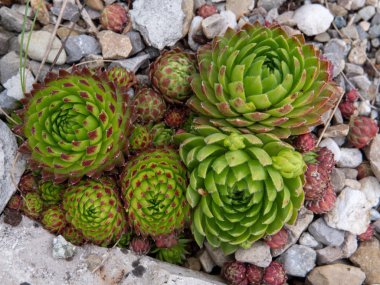 bir taş yatakta amaranth