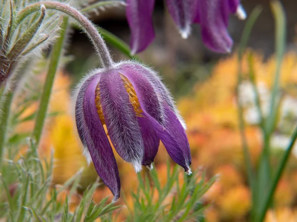 Wiosenne Kwiaty Krokus Żółtym Tle — Zdjęcie stockowe