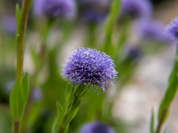 Purpurowy kwiat ostu w ogrodzie — Zdjęcie stockowe