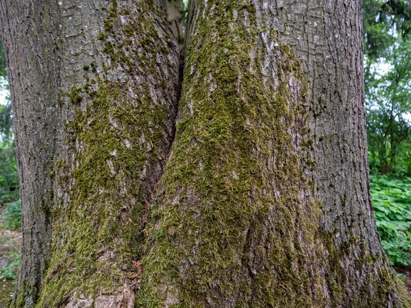 Большом Старом Дереве — стоковое фото