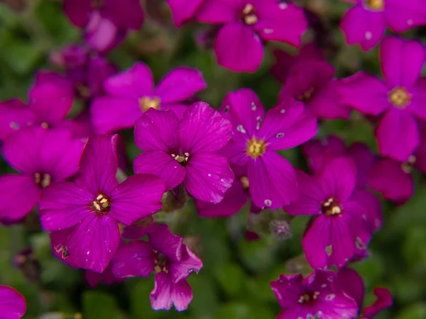 Fleurs Roses Dans Jardin — Photo