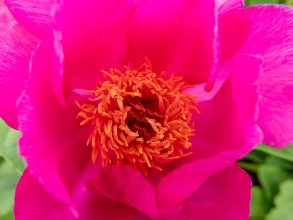 Closeup Pink Flower — Stock Photo, Image