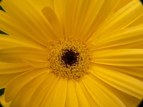 Bunga Kuning Pada Tutup — Stok Foto