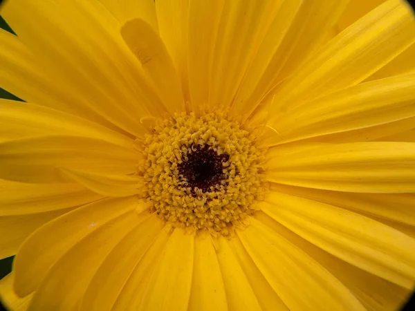 Flor Amarela Close — Fotografia de Stock