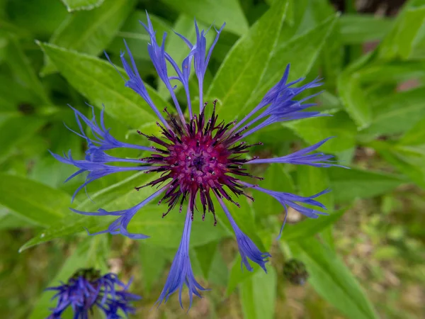 Flor Azul Com Botão Roxo — Fotografia de Stock