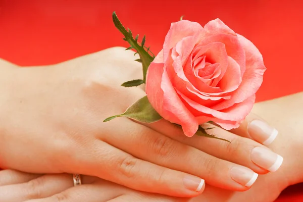 Beautiful female hands with flower Royalty Free Stock Images