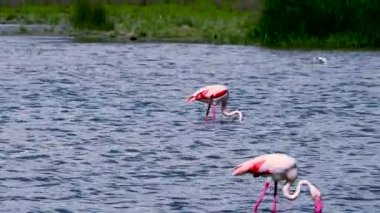 İspanya'da yemek yiyen yabani flamingolar çift