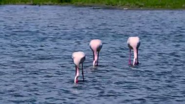 İspanya'da yemek yiyen yabani flamingolar çift