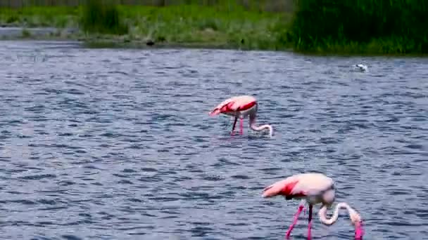 Paar wilde flamingo's eten in Spanje — Stockvideo