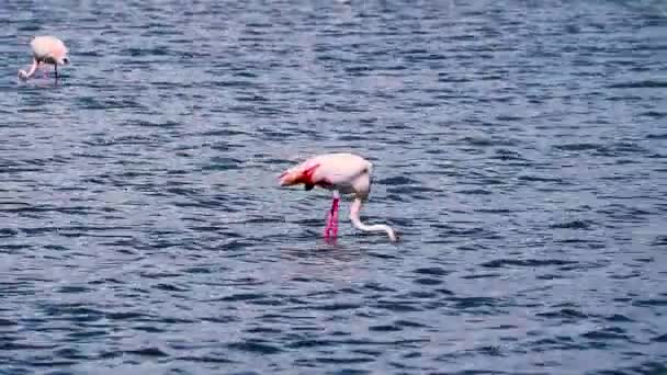 Pár vadon élő flamingók evés Spanyolországban — Stock videók