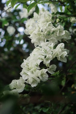 Seyşeller 'in güzel doğası