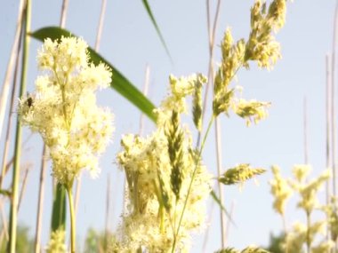 Doğu Avrupa 'nın çok huzurlu ve rahatlatıcı yaz doğası. Güzel çimenler, ağaçlar, çiçekler ve kuşların sesleri.