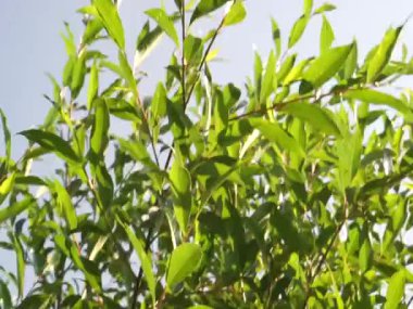 Doğu Avrupa 'nın çok huzurlu ve rahatlatıcı yaz doğası. Güzel çimenler, ağaçlar, çiçekler ve kuşların sesleri.