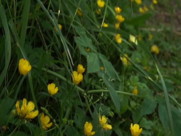 Molto Bello Tranquillo Rilassante Natura Estiva Dell Europa Orientale Bella — Video Stock