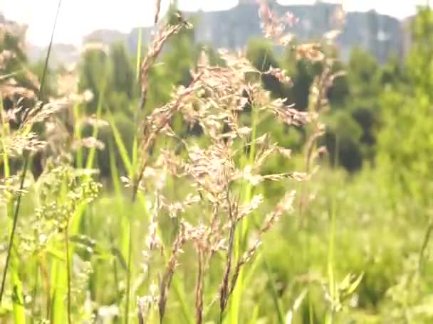 Muito Agradável Natureza Tranquila Relaxante Verão Europa Oriental Grama Bonita — Vídeo de Stock