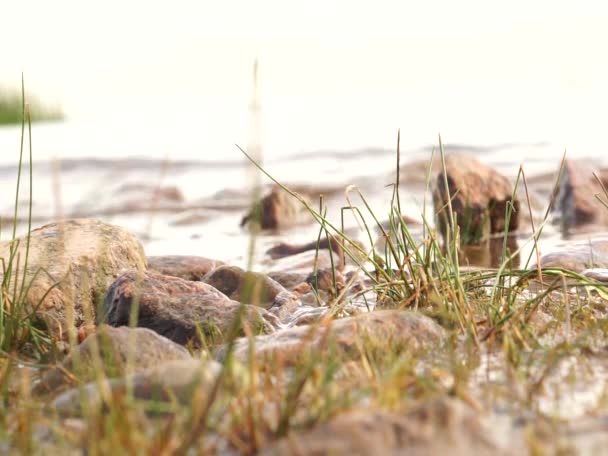 Mycket Trevlig Fridfull Bild Vacker Sjö Med Ljudet Vatten Stenar — Stockvideo