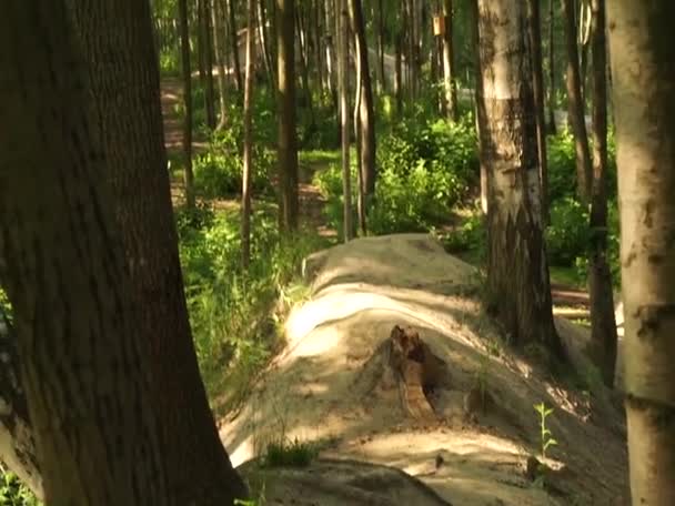 Mycket Trevlig Lugn Och Avkopplande Sommarnatur Östeuropa Vackert Gräs Träd — Stockvideo