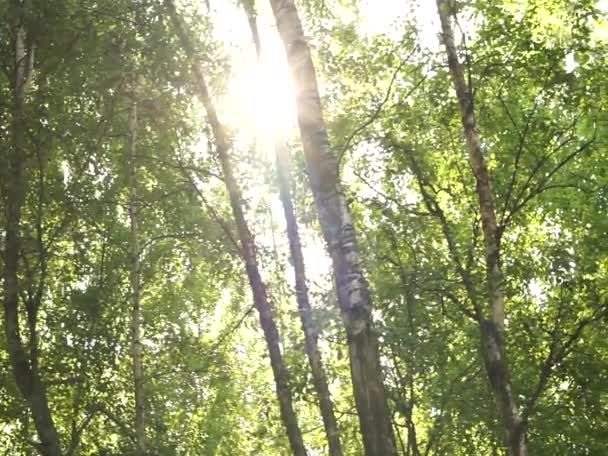 东欧的夏天很平静 很惬意 美丽的草地 花朵和鸟儿的叫声 — 图库视频影像