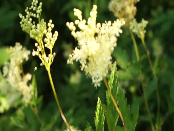 東ヨーロッパの非常に静かでリラックスした夏の自然 美しい草 鳥の音 — ストック動画