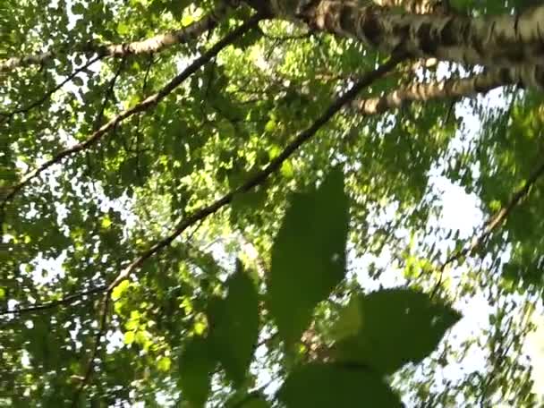 Très belle nature d'été paisible et relaxante de l'Europe de l'Est. Belle herbe, arbres, fleurs et sons d'oiseaux.