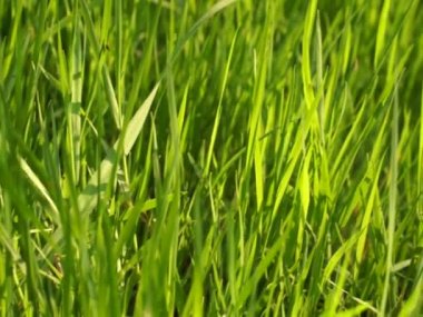 Doğu Avrupa 'da göl kenarındaki çimenler. Huzurlu renkler ve kuşların sesleri.