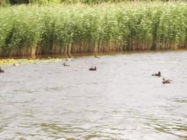 Doğu Avrupa 'da göl kenarındaki komik ördekler. Huzurlu renkler ve kuşların sesleri.