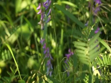Doğu Avrupa 'da göl kenarında güzel çiçekler. Huzurlu renkler ve kuşların sesleri.