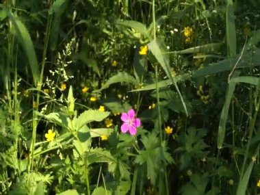 Doğu Avrupa 'da göl kenarında güzel çiçekler. Huzurlu renkler ve kuşların sesleri.