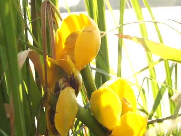 Mooie Bloemen Buurt Van Het Meer Oost Europa Vreedzame Kleuren — Stockvideo
