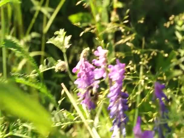 동유럽의 근처에 아름다운 호박벌 — 비디오