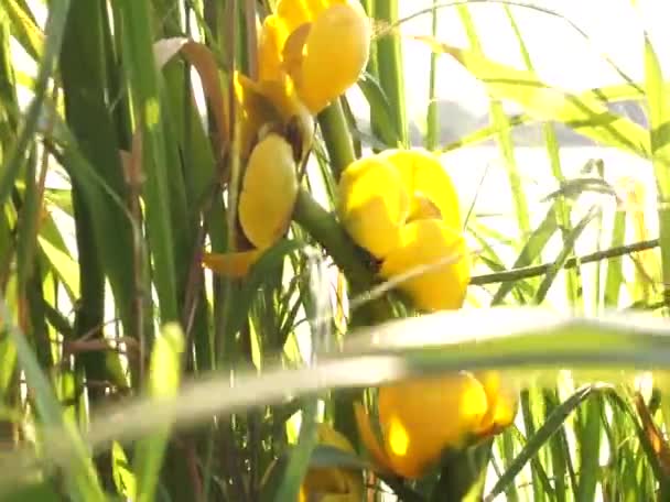 Lindas Flores Perto Lago Europa Oriental Cores Pacíficas Sons Pássaros — Vídeo de Stock