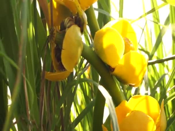 Piękne Kwiaty Pobliżu Jeziora Europie Wschodniej Pokojowe Kolory Dźwięki Ptaków — Wideo stockowe
