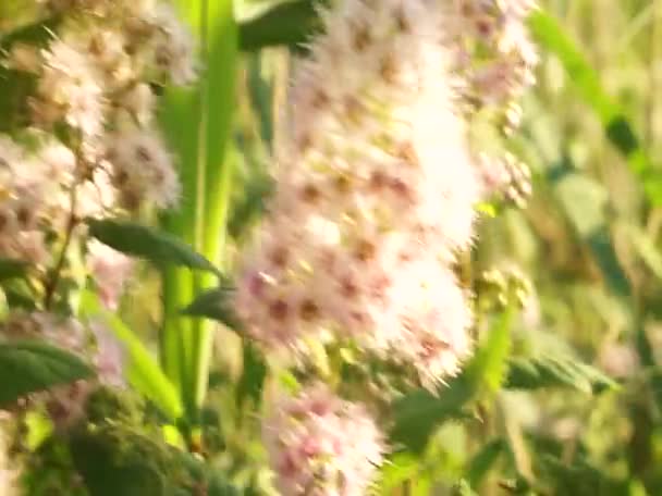 Lindas Flores Perto Lago Europa Oriental Cores Pacíficas Sons Pássaros — Vídeo de Stock