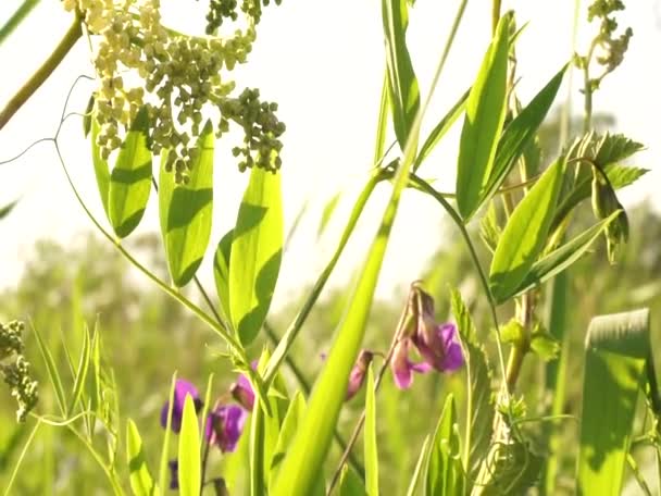 Lindas Flores Perto Lago Europa Oriental Cores Pacíficas Sons Pássaros — Vídeo de Stock