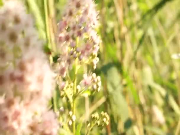 Прекрасні Квіти Біля Озера Східній Європі Мирні Кольори Звуки Птахів — стокове відео
