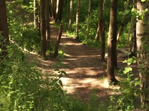 Belle Forêt Près Lac Europe Est Couleurs Sons Paisibles Des — Video