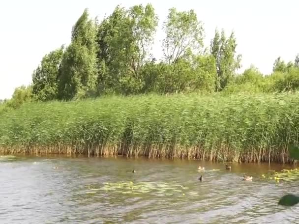 Patos Engraçados Perto Lago Europa Oriental Cores Pacíficas Sons Pássaros — Vídeo de Stock