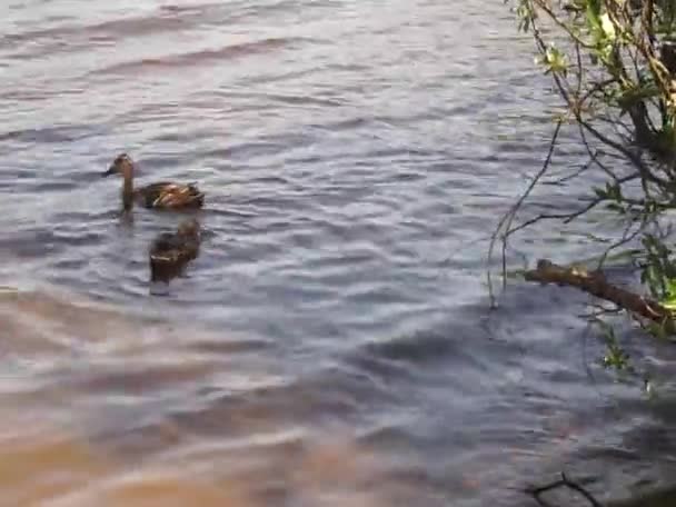 Canards drôles près du lac en Europe de l'Est. Couleurs et sons paisibles des oiseaux.