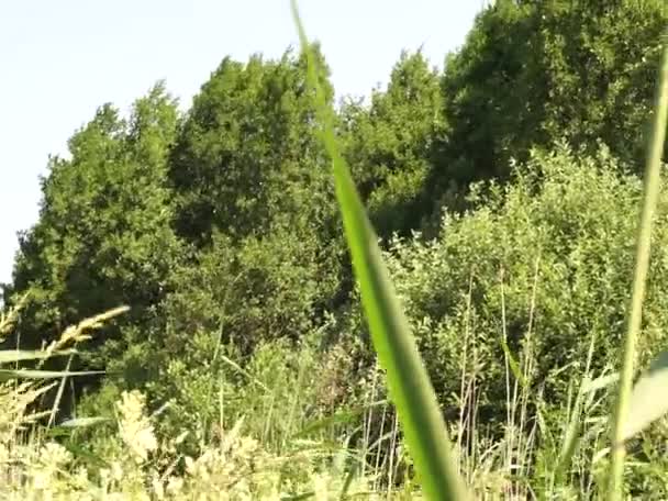 Bela Floresta Perto Lago Europa Oriental Cores Pacíficas Sons Pássaros — Vídeo de Stock