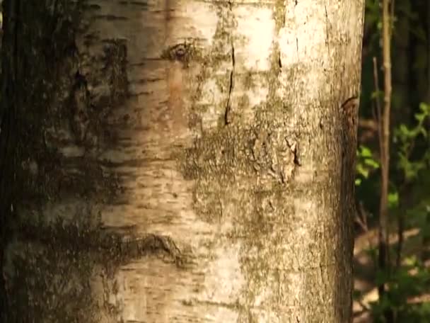 Bela Floresta Perto Lago Europa Oriental Cores Pacíficas Sons Pássaros — Vídeo de Stock