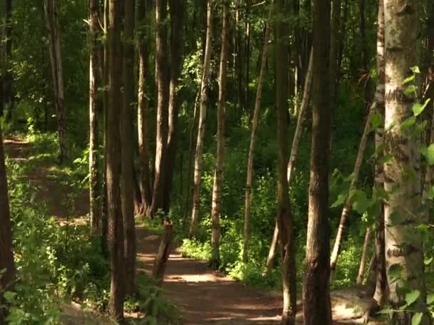 Bela Floresta Perto Lago Europa Oriental Cores Pacíficas Sons Pássaros — Vídeo de Stock