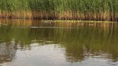 Ormanın yakınındaki gölde komik ördekler. 
