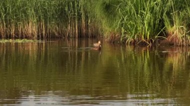 Ormanın yakınındaki gölde komik ördekler. 
