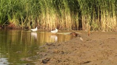 Ormanın yakınındaki gölde komik ördekler. 