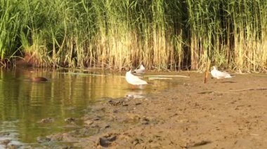 Ormanın yakınındaki gölde komik ördekler. 