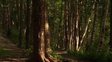 Doğu Avrupa 'nın çok huzurlu ve rahatlatıcı yaz doğası. Güzel çimenler, ağaçlar, çiçekler.