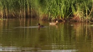 Ormanın yakınındaki gölde komik ördekler. 